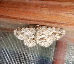 Myrioblephara