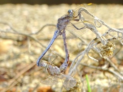 Orthetrum chrysostigma
