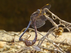 Orthetrum chrysostigma