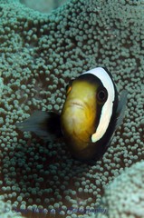 Amphiprion polymnus