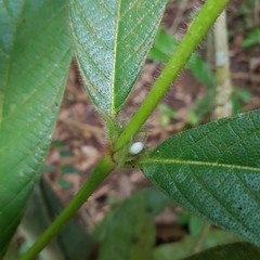 Lasianthus hirsutus