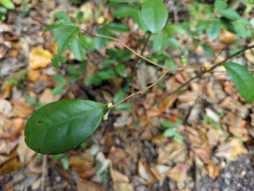 Cedar Bay cherry (Eugenia reinwardtiana)