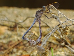 Orthetrum chrysostigma