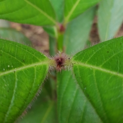 Lasianthus hirsutus