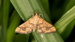 Nacoleia rhoeoalis