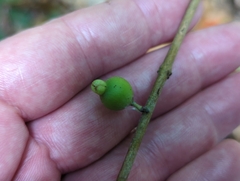 Eugenia reinwardtiana