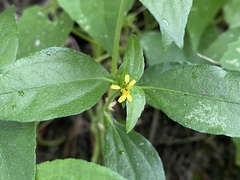 Synedrella nodiflora