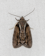 Etanna clopaea