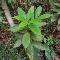 Lasianthus hirsutus