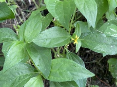 Synedrella nodiflora
