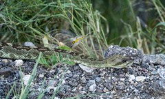 Crotalus molossus molossus