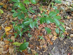 Eugenia reinwardtiana