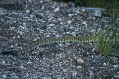Crotalus molossus molossus