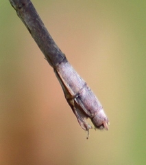 Lestes vigilax