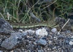 Crotalus molossus molossus