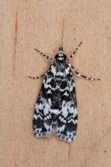 Scoparia exhibitalis