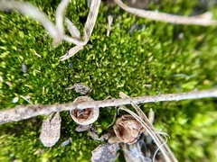 Bryum