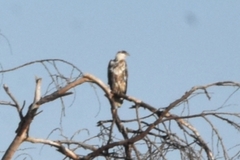 Haliaeetus vocifer
