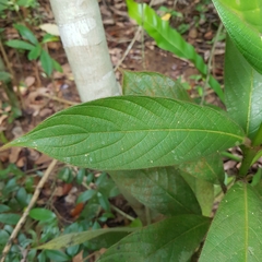 Lasianthus hirsutus