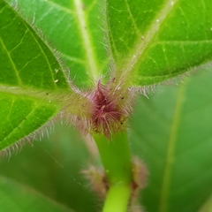 Lasianthus hirsutus