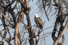 Haliaeetus vocifer