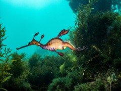 Phyllopteryx taeniolatus