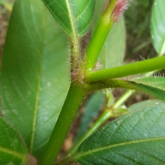 Lasianthus hirsutus