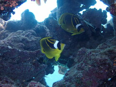 Chaetodon lunula