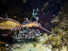 Phyllopteryx taeniolatus