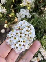 Heliotropium