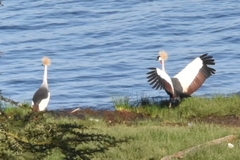 Balearica regulorum