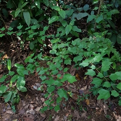 Gmelina philippensis