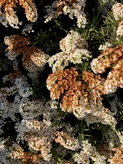Heliotropium