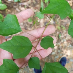 Gmelina philippensis