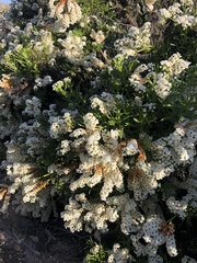 Heliotropium