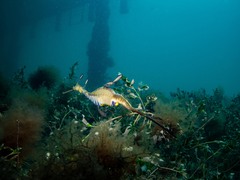 Phyllopteryx taeniolatus