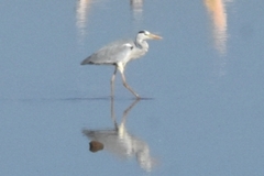 Ardea cinerea cinerea