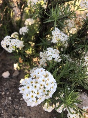 Heliotropium