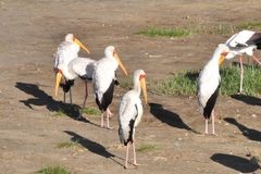 Mycteria ibis