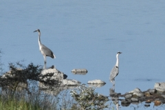 Ardea cinerea