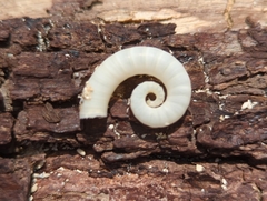 Spirula spirula