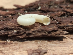 Spirula spirula