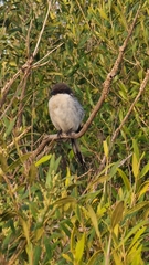 Lanius collaris collaris