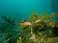 Phyllopteryx taeniolatus