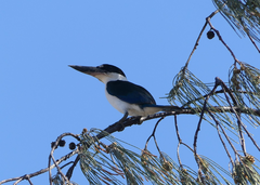 Todiramphus sordidus