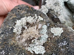 Stereocaulon glaucescens