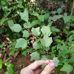 Gmelina philippensis