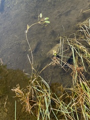 Potamogeton epihydrus