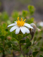 Olearia