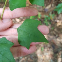 Gmelina philippensis